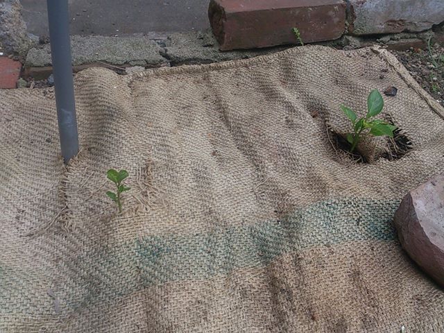 こちらは直植えのピーマン。左にひょこっと生えているのは雑草君です。マルチングの隙間から生えてきたたくましい奴です。しばし放置しておきましょう。