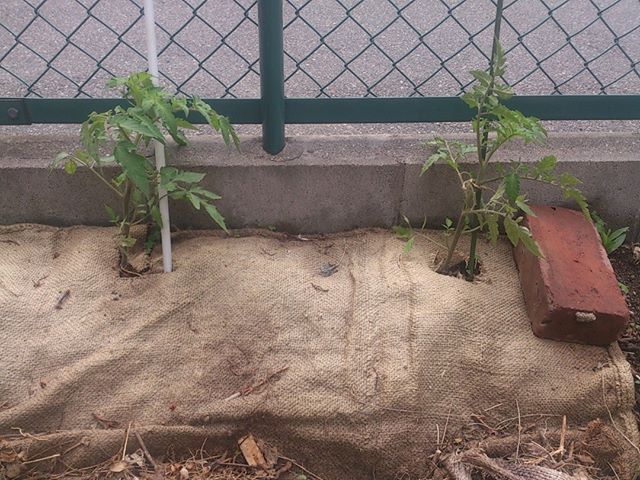 大玉トマトの苗も結構大きくなってきました 来週には新しいないも購入する予定です ところで今日は風がとても強い まさに春の嵐です 風で吹き飛ばないように少し紐でくくることにしました