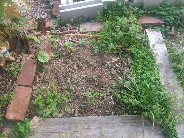 紫蘇の予定地は雑草が伸び放題。紫蘇以外にはそろそろお引越しor堆肥化していただこう。#家庭菜園 #紫蘇 #堆肥