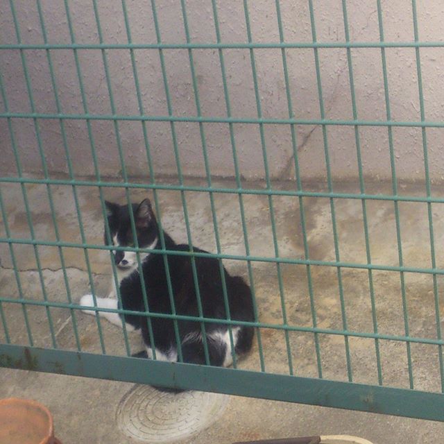 悪いことばかりする猫はこうだ！檻に閉じ込めました。なんてこともなく、近くのマンションにあるフェンスです。日陰になるので、暑い時はよくここにいますね