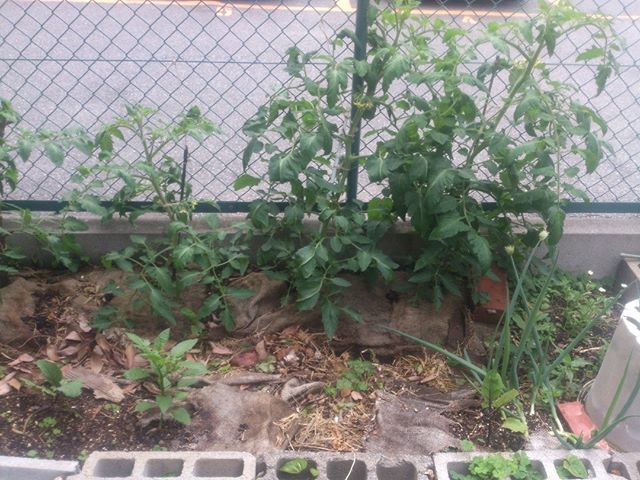 だんだんと大きくなる大玉トマト。収穫の時は近い？