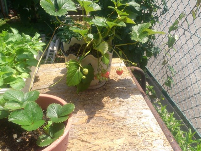 奥さんが育てているイチゴです。どんどん伸びて新しく根を張るのが面白いですね。次々とふえそうです。