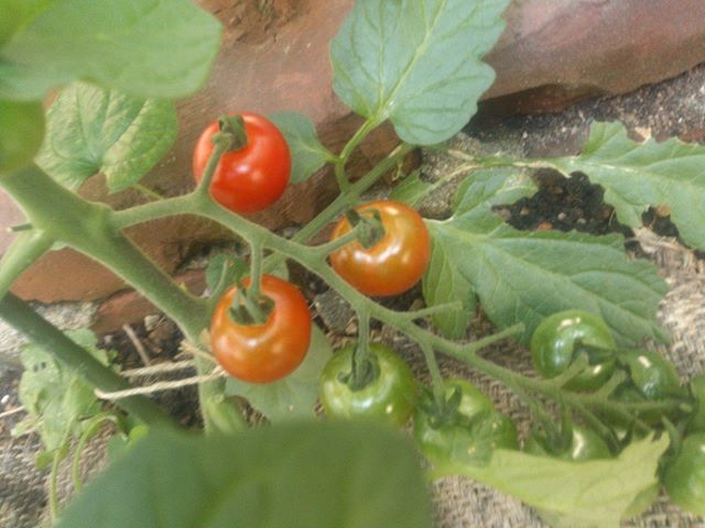ミニトマトの収穫時期になってきました 6月に入りこれからだトマトの収穫やすいになることでしょう トマトは意外と夏場に弱いので8月の猛暑には弱ってしまいます6月から7月頑張って収穫していきたいものです とりあえず今夏第壱号の収穫プチトマトくんです