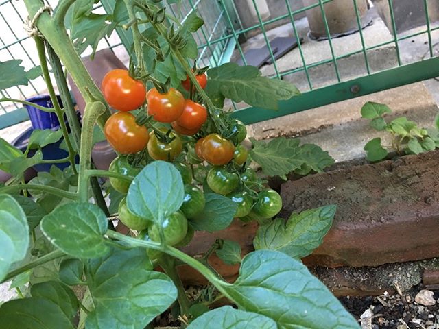トマトの季節がやってきた！続々と色がつくプチトマト。しかししばらくは長期出張です。これから畑が楽しくなら季節なのにざんねん