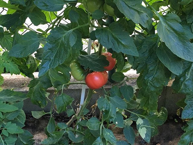 大玉トマトはこんな感じですね。なかなか色が色が色が良いペースだぞ