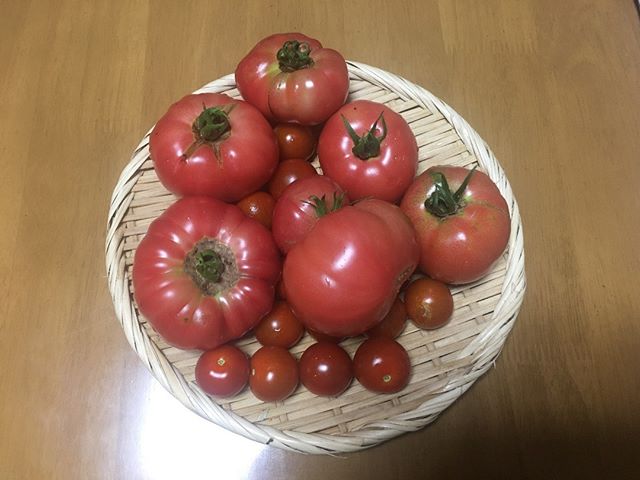 大玉トマトの収穫第二弾です。どんどん取れるぞ。まだ色がつきかけているものがかなりあります。これからどんどん収穫時期なのですが、私はこれから出張。これいかに