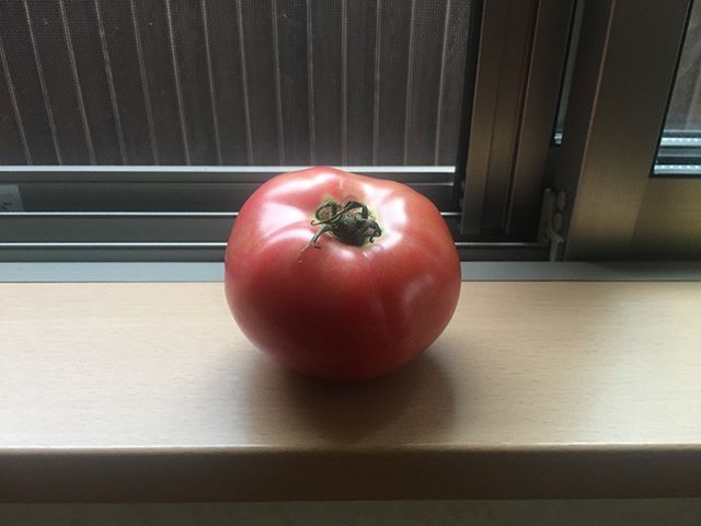 こちらは奥さんが収穫するときにまだ青い実が一緒に落ちたものらしいです。トマトを収穫しているとよくあることです。窓際に置いていたら2日ほどでこんなに真っ赤になりました！