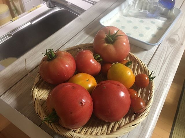 やっと帰ってきてトマトを収穫できました。10日ほどの出張。結婚してからこれだけ家を空けたのは初めてだ。
