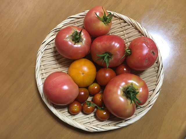今日もトマトが豊作なり。今月がおそらく収穫のピークですね