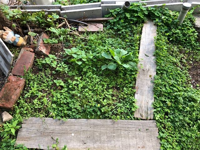 今日の家庭菜園です。収穫したあとのキャベツがまた伸びてきています。ここは紫蘇エリアにする予定。ちなみに今日からお休み。三連休です。ゴールデンウィーク？なにそれ？