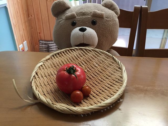 初収穫の大玉トマトは僕が出張中に熟すことに。ちょっと残念。食べたそうに見ているテッド氏。