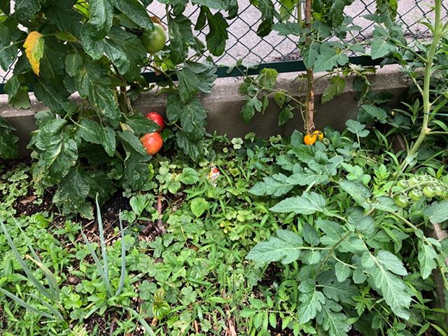 ジャングルの中にトマトが育つ。モグの視点から見るとちょっとしたジャングルなのだろうか
