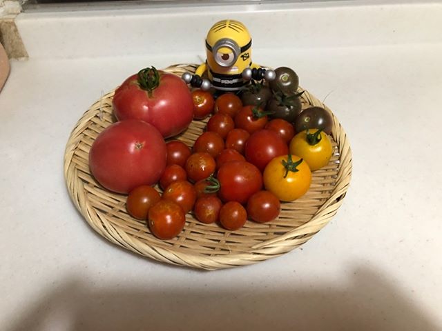 今日の収穫です。大玉トマトとプチトマト、イエロートマト、ブラックトマトです（＾ω＾）