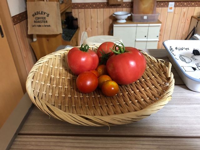 昨日取れたトマトです。このぐらい取れると嬉しいですな