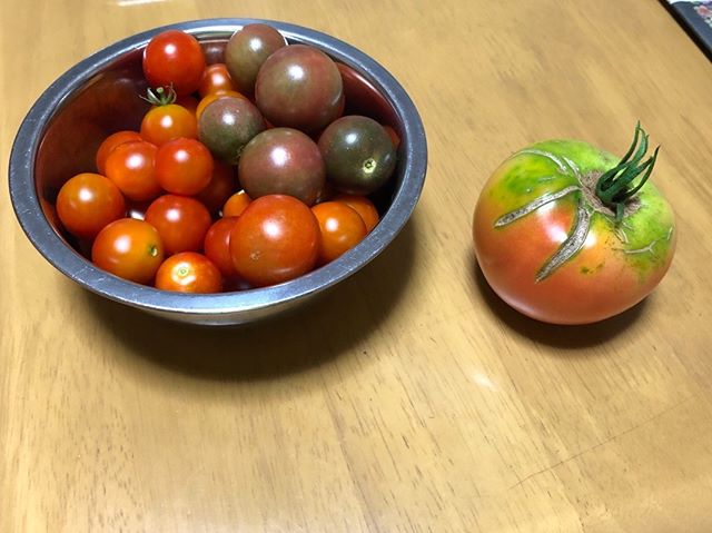 29日トマトとプチトマトなり