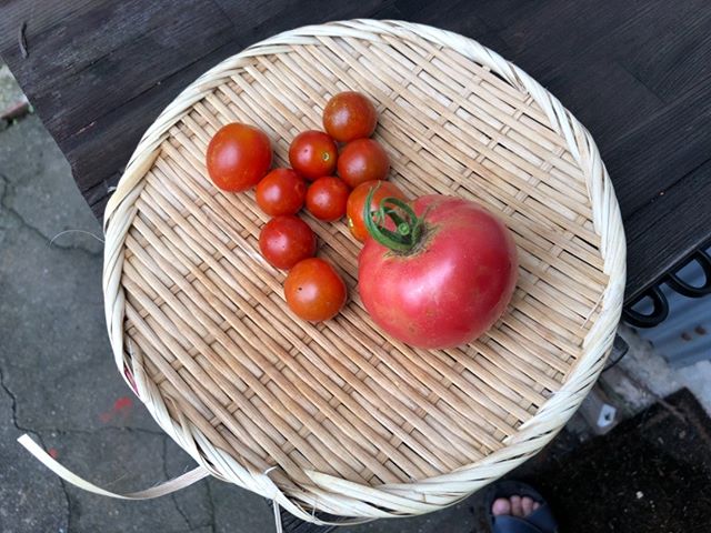 今日の収穫。これからこのトマトでピザづくり。久しぶりにまともな休みで嬉しいです。明日はまたまた出勤。。ブラック企業のようだ