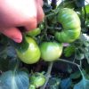 大玉トマトはこんな感じです。どんどん大きくなりますが、色がつくまではもう少しかかりそうです。来週には追肥をあげよう