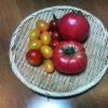 連日トマトの収穫が続きます(•ө•)♡