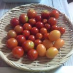 本日の収穫、今日はプチトマトだけでした