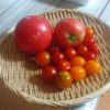 新鮮で甘い大玉トマトの収穫