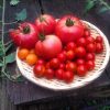 大玉トマトが収穫できましたが、昨日カラスに食われていました