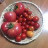 本日の収穫、大玉トマトがまた採れました！