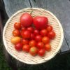 久しぶりにある程度まとまった量のトマトを収穫(^-^)