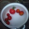 本日の収穫とトマトの植え替え