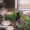 裏庭に移植した猫草を食べているモグさん