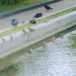 三宮の東遊園地にて、小鳥たちが水浴び中です