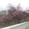 外出先での一枚。桜もちらほらと見かけるようになった気がします。
