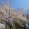 桜も満開なり！今週末ぐらいが花見に最適かな?